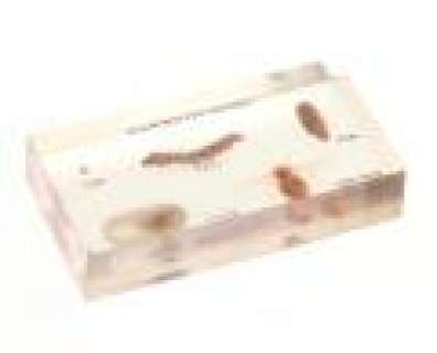 CSI - Lot 476 - Grissom‘s Office Silkworm Clear Display