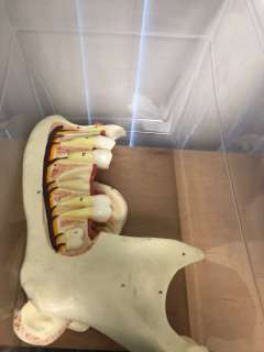 Jaw from a Large Animal from the School Science Lab | Direct Liquidation
