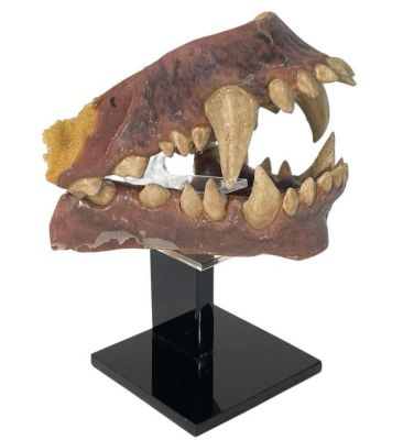 Lot 38 - An American Werewolf in London (1981) - Werewolf Teeth | Hanlin Auction Service