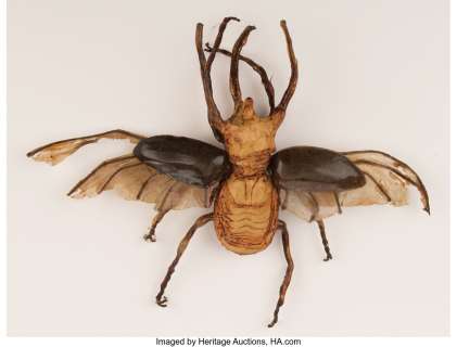 Kate Capshaw "Willie Scott" prop beetle from Indiana Jones and the Temple of Doom....