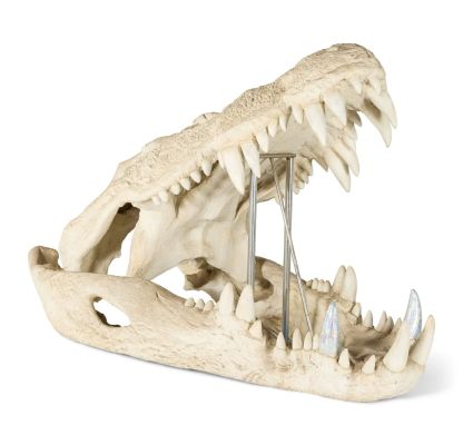 Crocodile Therakwad | Lot 255 - Enormous Crocodile Skull Set Piece | Julien’s