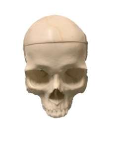 Django Calvin (Leonardo DiCaprio) Skull Movie Props | Premiere Props