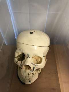 Skull from the School Science Lab from the Show | Direct Liquidation