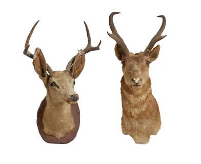 David Lynch - Taxidermy Deer Heads