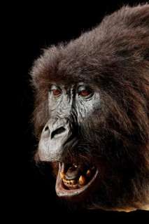 GORILLAS IN THE MIST (1988) - Lot 157 - Simba Animatronic ‘Screaming‘ Head