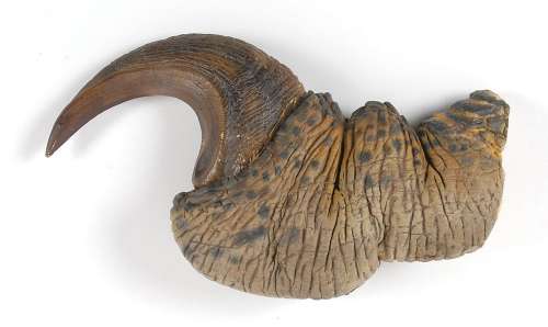 Jurassic Park | RR Auction