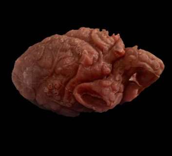 Pirates of the Caribbean: Dead Man’s Chest Davy Jones Static Heart | The Prop Block