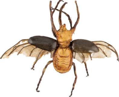 Pankot Palace Beetle Prop from Indiana Jones and the Temple of Doom (Paramount, 1984). | Heritage