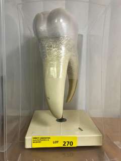 Model of a Large Tooth from the Science Lab from the Show | Direct Liquidation