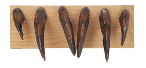 JURASSIC PARK RAPTOR CLAWS | Julien’s