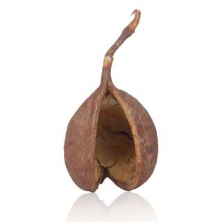 Screen-Used Prop Ape Gourd from "Planet of the Apes" (2001) | Dalshire International