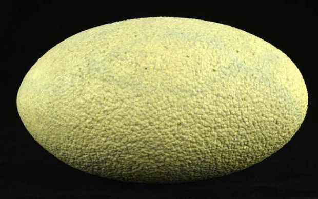 Jurassic Park: Dominion (2022) A large dinosaur egg used in the dinosaur-focused, science-fiction… | Ewbank’s