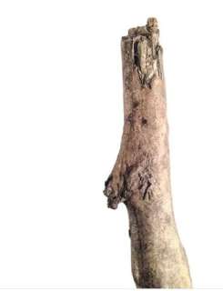 Django Unchained Original Movie Prop Rubber Branch COA Jamie Foxx | Mynt Auctions