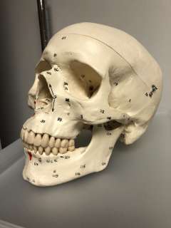 Skull from Science Class | Direct Liquidation