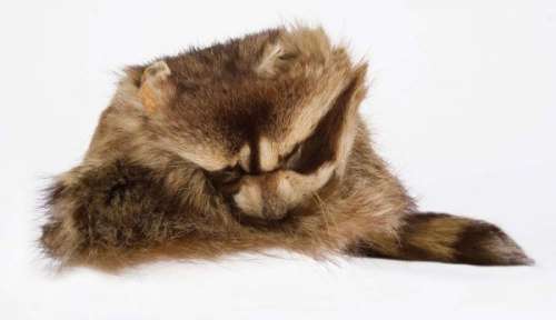 Fess Parker Daniel Boone coonskin hat | Profiles in History