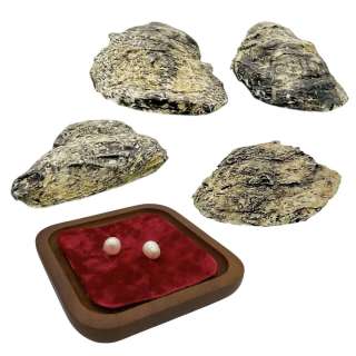 Opus Levelist Oyster Shucker Screen Used Plate, Pearls & Fake Oyster Shells | VIP Fan Auctions