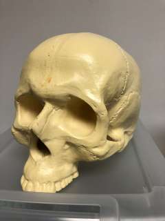 Skull from Science Class | Direct Liquidation