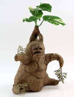 Harry Potter and the Chamber of Secrets (2002) - Mandrake plant from the movie starring Daniel Radcl | Ewbank’s
