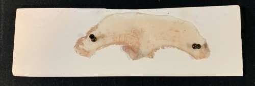 Lot 245 - Doctor Sleep (2019) - Mrs. Massey (Sallye Hooks) Forehead/Brow Appliance