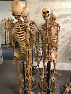 Group of 6 skeletons w/ stands from the popular sci-fi tv series (some limbs may be missing) | Direct Liquidation