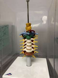 3D Model of Vertebre from Science Class | Direct Liquidation