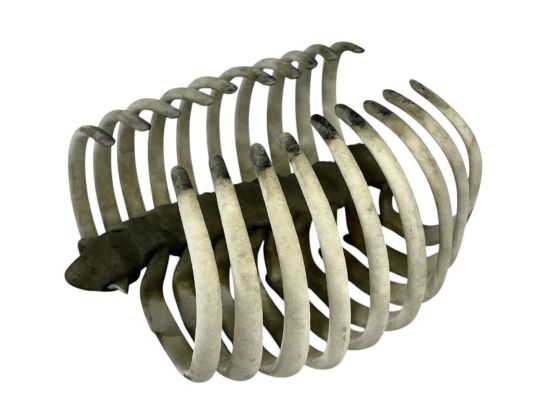 Lot 15 - Ant-Man and the Wasp: Quantumania (2023) - Bill Murray Table Decoration Rib Cage