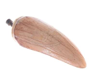 Jurassic Park - Tyrannosaurs Rex Tooth | ScreenUsed