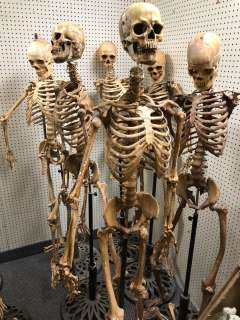 Group of 6 skeletons w/ stands from the popular sci-fi tv series (some limbs may be missing) | Direct Liquidation