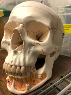 Skull from Science Class | Direct Liquidation