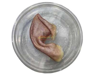 Star Trek Into Darkness (2013) - Spock (Zachary Quinto) Vulcan Ear Appliance | Hanlin Auction Service