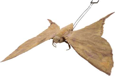 Doctor Dolittle (TCF, 1967), Rex Harrison "Doctor John Dolittle" Giant Lunar Moth.