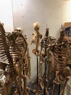 Group of 6 skeletons from the popular sci-fi tv series (heads and limbs may be missing) | Direct Liquidation