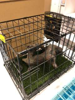 Lot 207 - Small Animal Cage from Turner & Hooch - Black - collapsible