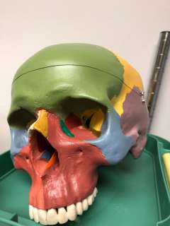 Skull from Science Class | Direct Liquidation