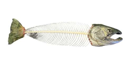Lot 286 - The Three Stooges (2012) - Prop Eaten Salmon Fish