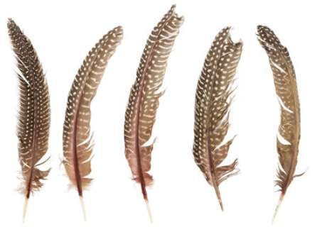 Sansa Stark (Sophie Turner) Group of Feathers from Game of Thrones (HBO® Original 2011-2019, Season 5).