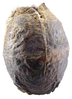 ALIENS (1986) - Lot 16 - Xenomorph Egg