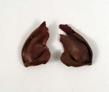 Lot 54 - Star Trek: Voyager Tuvok (Tim Russ) Ears