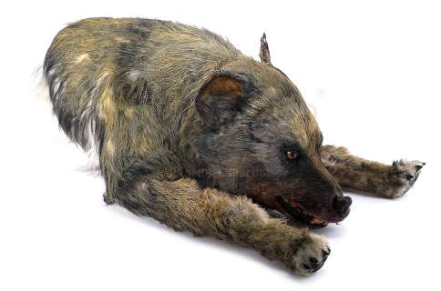 CHRONICLES OF NARNIA, THE: THE LION, THE WITCH AND THE WARDROBE - Maugrim Wolf Puppet