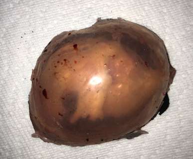 The Silence - Creature & egg sac prop | Propabilia