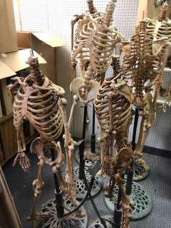 Group of 6 headless skeletons on stands from the popular sci-fi tv series (some limbs may be missing | Direct Liquidation