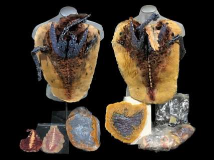 Stargate - Large group of Latex Alien costume pieces | Direct Liquidation