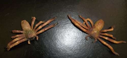 "Arachnophobia" Prop Spider Set | Piece of the Past