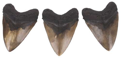 Three "Flintstones" Dinosaur Teeth Props. | Van Eaton Galleries