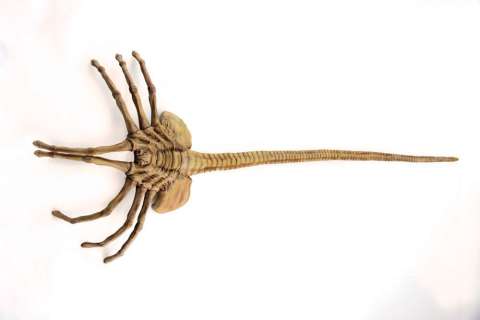 Alien Face Hugger Model | Blacksparrow