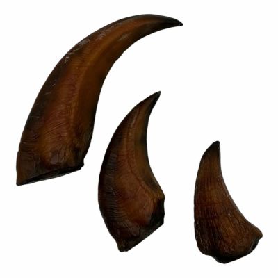 Lot 84: Jurassic Park (1993) Production Used (3) Velociraptor Claw Set | VIP Fan Auctions