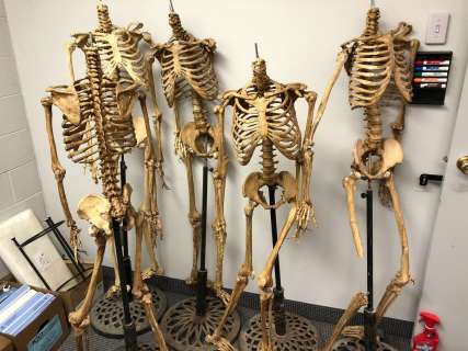 Group of 5 headless skeletons on stands from the popular sci-fi tv series (some limbs may be missing | Direct Liquidation