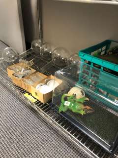 Lot200ml Pyrex Beakers, Glass Test tubes, petri dishes, plus Terranium and crate | Direct Liquidation