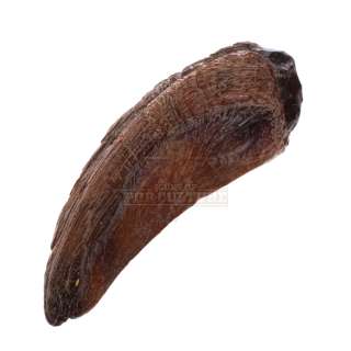 Jurassic Park - Tyrannosaurs Rex “Paint Test” Hand Claw - A979 | Icons of Pop Culture