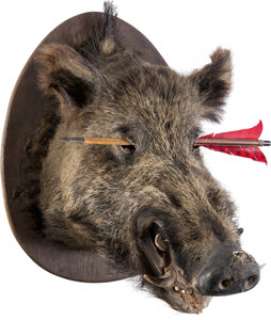 Joffrey Baratheon (Jack Gleeson) Mounted Boar‘s Head from Game of Thrones (HBO® Original 2011-2019, Season 3).